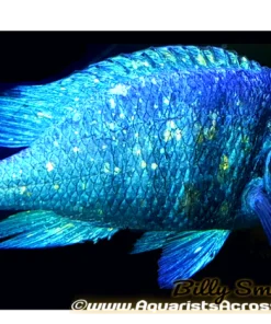 PLACIDOCHROMIS PHENOCHILUS "TANZANIA" STAR SAPPHIRE 1.75-2" A2405T