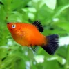 Assorted Platy Fish (Xiphophorus maculatus) for Sale Canada | Freshwater Aquarium Fish