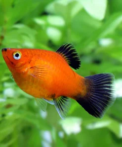 Assorted Platy Fish (Xiphophorus maculatus) for Sale Canada | Freshwater Aquarium Fish