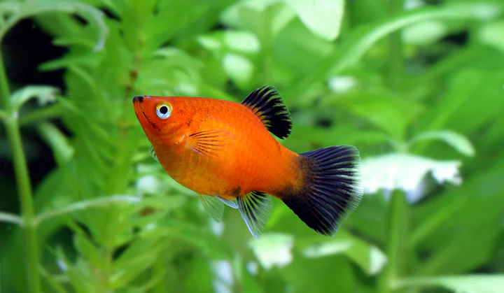 Assorted Platy Fish (Xiphophorus maculatus) for Sale Canada | Freshwater Aquarium Fish