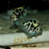 Polar Blue Convict (Amatitlania nigrofasciata) for Sale Canada