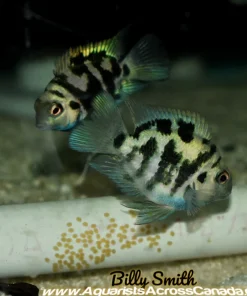 Polar Blue Convict (Amatitlania nigrofasciata) for Sale Canada