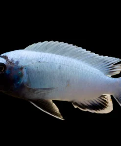 POLIT (Pseudotropheus .sp Polit)