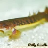 Polypterus teugelsi (Teugelsi Bichir) 3–4" for Sale Canada | Rare Freshwater Bichir
