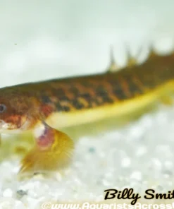 Polypterus teugelsi (Teugelsi Bichir) 3–4" for Sale Canada | Rare Freshwater Bichir