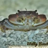 Pompom Crab (Ptychognathus barbatus) for Sale Canada | Freshwater Aquarium Crab