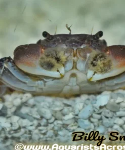 Pompom Crab (Ptychognathus barbatus) for Sale Canada | Freshwater Aquarium Crab