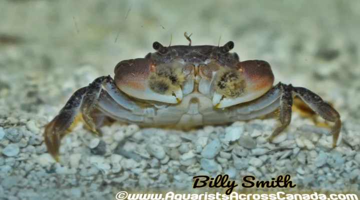 Pompom Crab (Ptychognathus barbatus) for Sale Canada | Freshwater Aquarium Crab