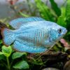 Powder Blue Dwarf Gourami (Trichogaster lalius) for Sale Canada | Freshwater Aquarium Fish