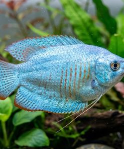 Powder Blue Dwarf Gourami (Trichogaster lalius) for Sale Canada | Freshwater Aquarium Fish