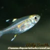 Pristella Tetra (Pristella maxillaris) for Sale Canada | Buy Pristella Tetra