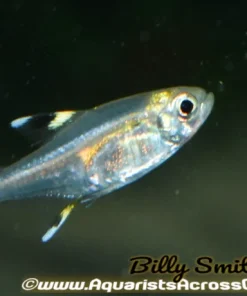 Pristella Tetra (Pristella maxillaris) for Sale Canada | Buy Pristella Tetra