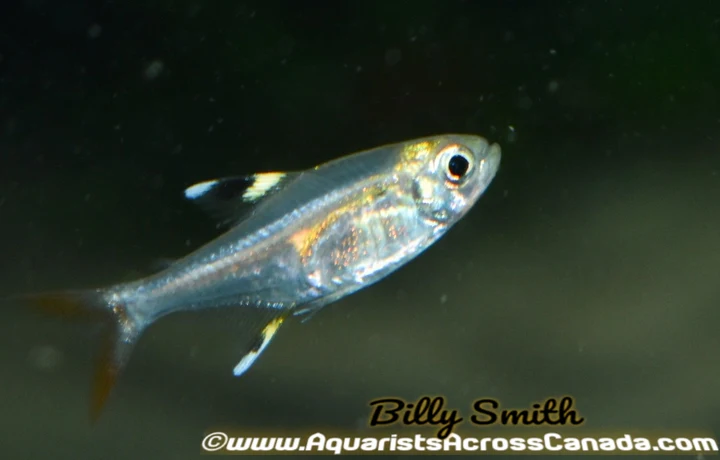 Pristella Tetra (Pristella maxillaris) for Sale Canada | Buy Pristella Tetra