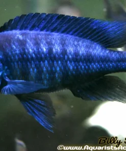 PROTOMELAS ANNECTENS 3.5" *Rare*
