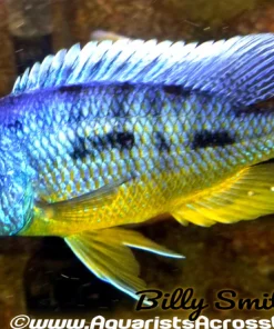 PROTOMELAS SPILONOTUS *TANZANIA* LIULI (HOUSEBRED F1) 2.5" UNSEXED