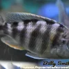 Protomelas sp. Steveni "Taiwan" Show Male 4–5 Inch Canada | Housebred African Cichlid