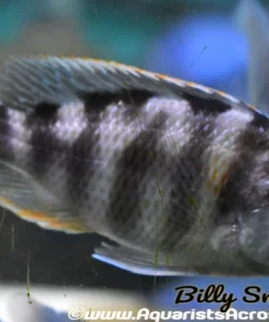 Protomelas sp. Steveni "Taiwan" Show Male 4–5 Inch Canada | Housebred African Cichlid