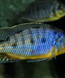 PROTOMELAS STEVENI IMPERIAL "POMBO ROCKS"