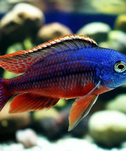 PROTOMELAS TAENIOLATUS NAMALENJI (Boadzulu) 4"
