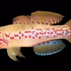 Purple Spot Goby (Mogurnda adspersa) for Sale Canada | Rare Freshwater Sleeper Goby
