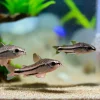 Pygmy Corydoras (Corydoras pygmaeus) for Sale Canada | Nano Cory Catfish