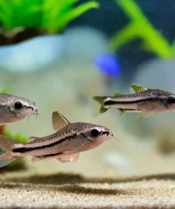 Pygmy Corydoras (Corydoras pygmaeus) for Sale Canada | Nano Cory Catfish