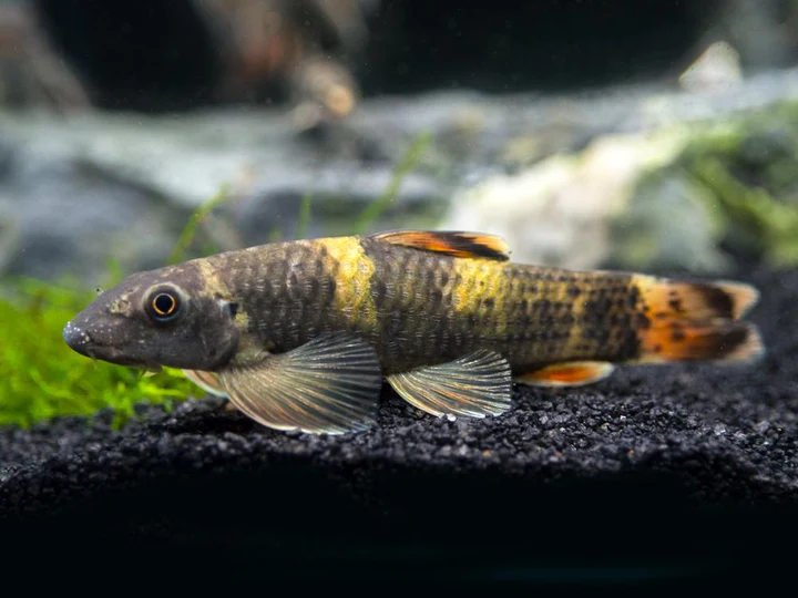 Garra Panda (Garra flavatra) 2402 for Sale Canada | Rare Algae Eater Fish
