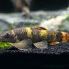 Panda Garra for Sale in Canada | Buy Garra flavatra