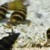 Assassin Snail (Clea helena) 0.5-1" for Sale Canada | Pest Snail Control