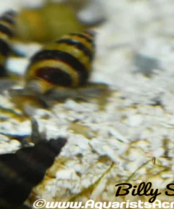 Assassin Snail (Clea helena) 0.5-1" for Sale Canada | Pest Snail Control