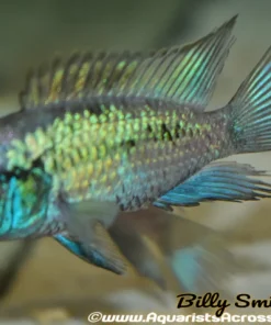 ELECTRIC BLUE ACARA (Andinoacara pulcher) 2"