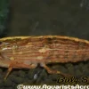 XL Flower Wood Bamboo Shrimp (Atyopsis moluccensis) for Sale Canada | Freshwater Filter Shrimp