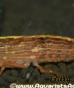 XL Flower Wood Bamboo Shrimp (Atyopsis moluccensis) for Sale Canada | Freshwater Filter Shrimp