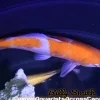 Assorted Koi (Cyprinus carpio) 4–4.75" for Sale Canada | Premium Pond Koi