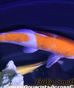 Assorted Koi (Cyprinus carpio) 4–4.75" for Sale Canada | Premium Pond Koi