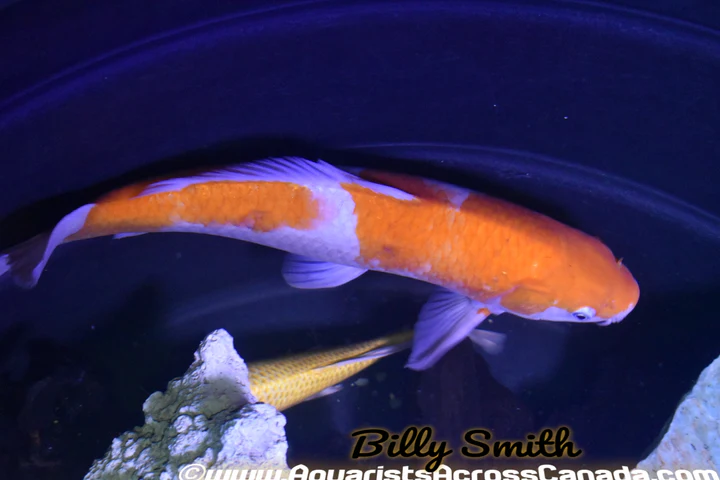Assorted Koi (Cyprinus carpio) 4–4.75" for Sale Canada | Premium Pond Koi