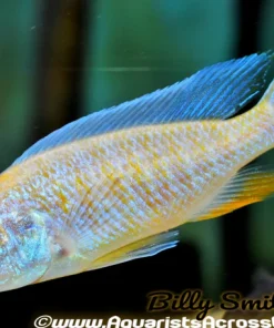 SCIAENOCHROMIS FRYERI. SP *ALBINO* (Housebred, DOM) 2"
