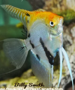 ANGELFISH ASSORTED KOI MEDIUM (Pterophyllum scalare) 2-2.5"