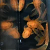Super Red Longfin Bristlenose Pleco for Sale in Canada | Buy Super Red Longfin
