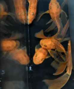 Super Red Longfin Bristlenose Pleco for Sale in Canada | Buy Super Red Longfin