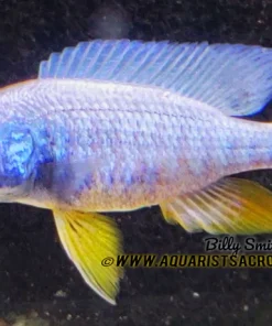 FRYERI ICEBERG (SCIAENOCHROMIS FRYERI. SP *ICEBERG*) 2.5"
