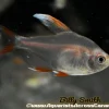 Rosy Tetra Candy Cane (Hyphessobrycon rosaceus) For Sale Canada | Premium Schooling Fish
