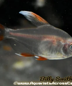 Rosy Tetra Candy Cane (Hyphessobrycon rosaceus) For Sale Canada | Premium Schooling Fish
