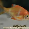 Albino Tiger Barb (Puntigrus tetrazona) for Sale Canada | Buy Albino Tiger Barbs