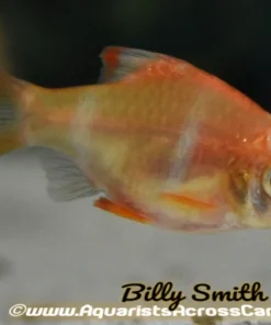 Albino Tiger Barb (Puntigrus tetrazona) for Sale Canada | Buy Albino Tiger Barbs