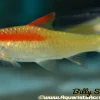 Denisoni Barb Golden (Sahyadria denisonii) 3.5" for Sale Canada