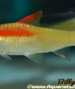 Denisoni Barb Golden (Sahyadria denisonii) 3.5" for Sale Canada