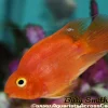 Persimmon Blood Parrot for Sale in Canada | Monster Aquarium Canada