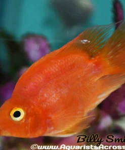 Persimmon Blood Parrot for Sale in Canada | Monster Aquarium Canada