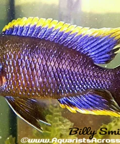 AULONOCARA .SP LWANDA *HAI REEF* (Housebred, F1) 4" SHOW MALE
